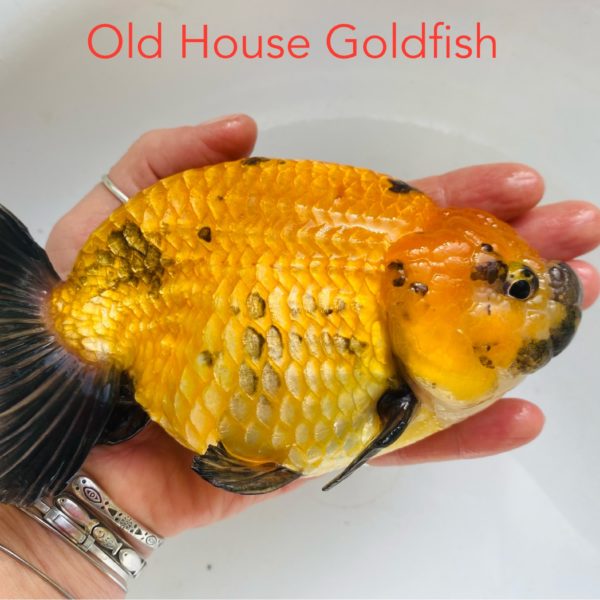 Ranchu "NEW"